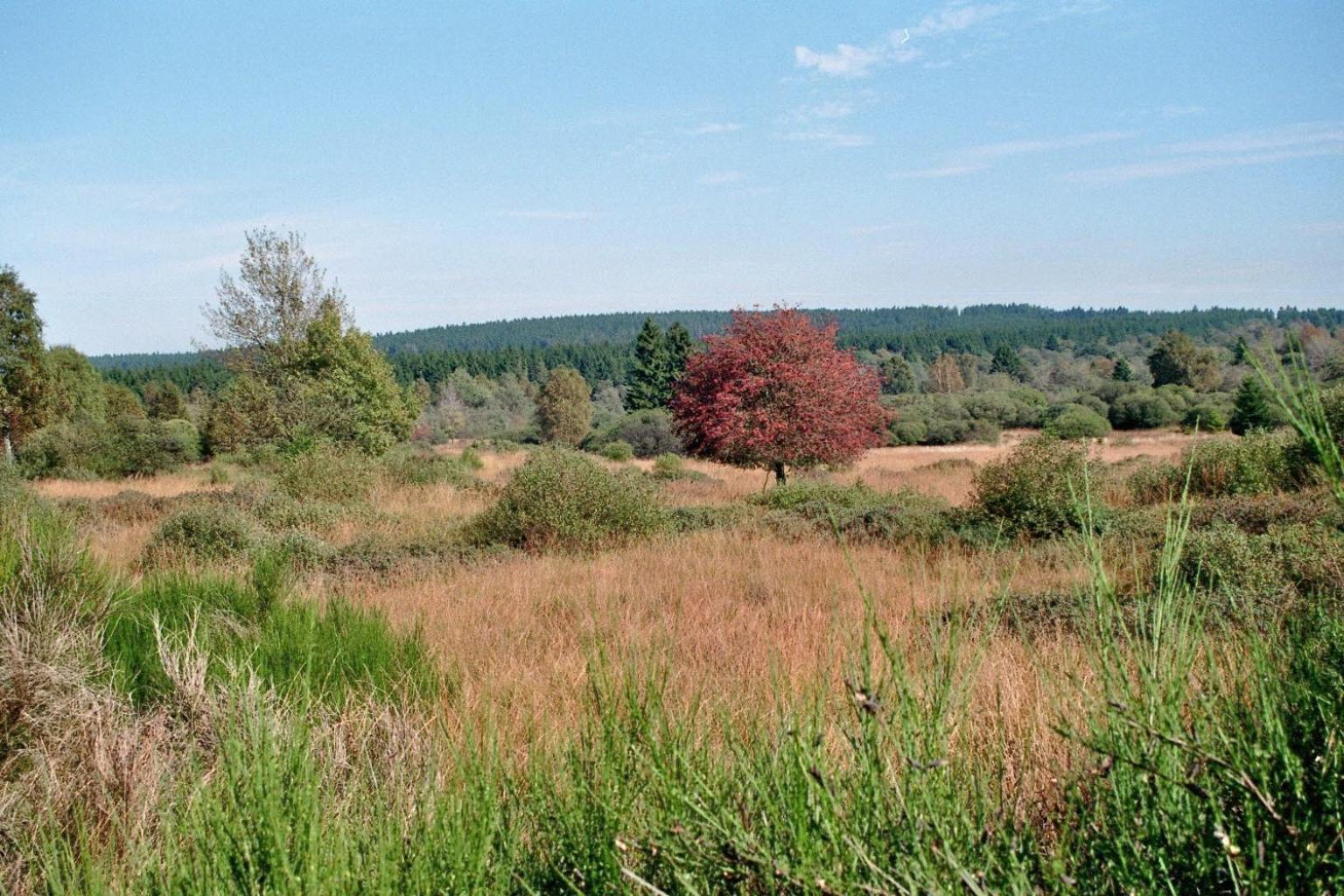 Kanino Monschau Buitenkant foto